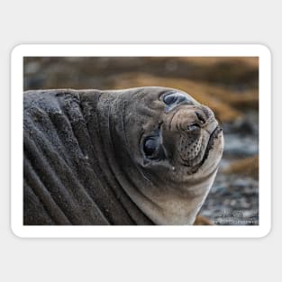 Elephant Seal Sticker